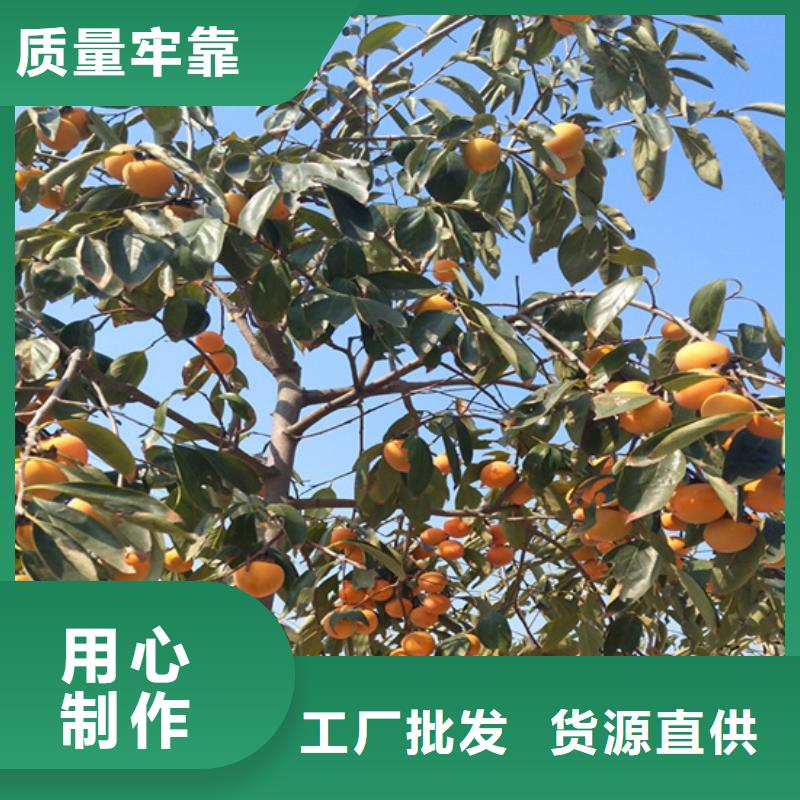 柿子【梨树苗】专注生产N年