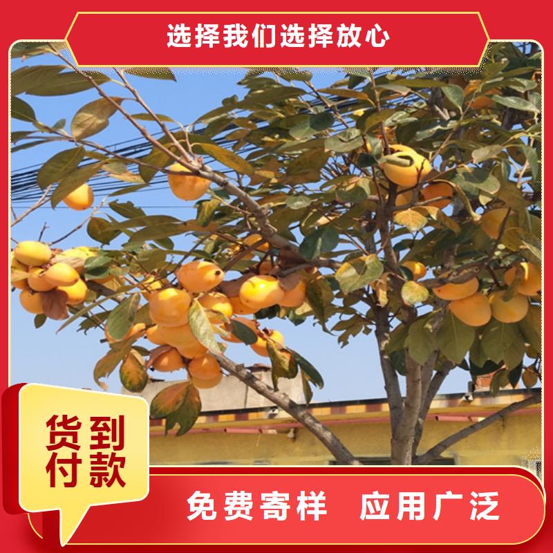 玛瑙红石榴苗视频-玛瑙红石榴苗-轩园园艺场(张掖市分公司)服务区域民乐|临泽|酒泉|甘南|庆阳|嘉峪关