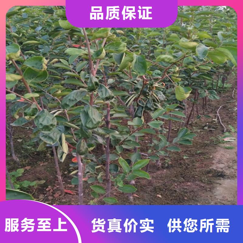 【柿子】_樱桃苗优选厂商