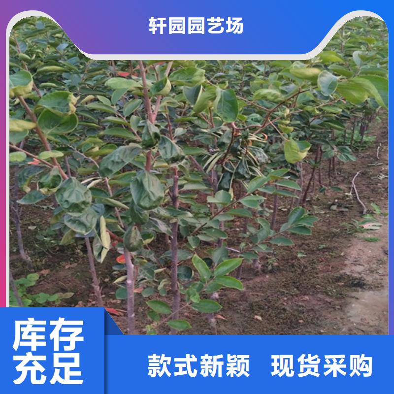 轩园玛瑙红石榴苗【 柿子,苹果苗现货充足量大优惠】