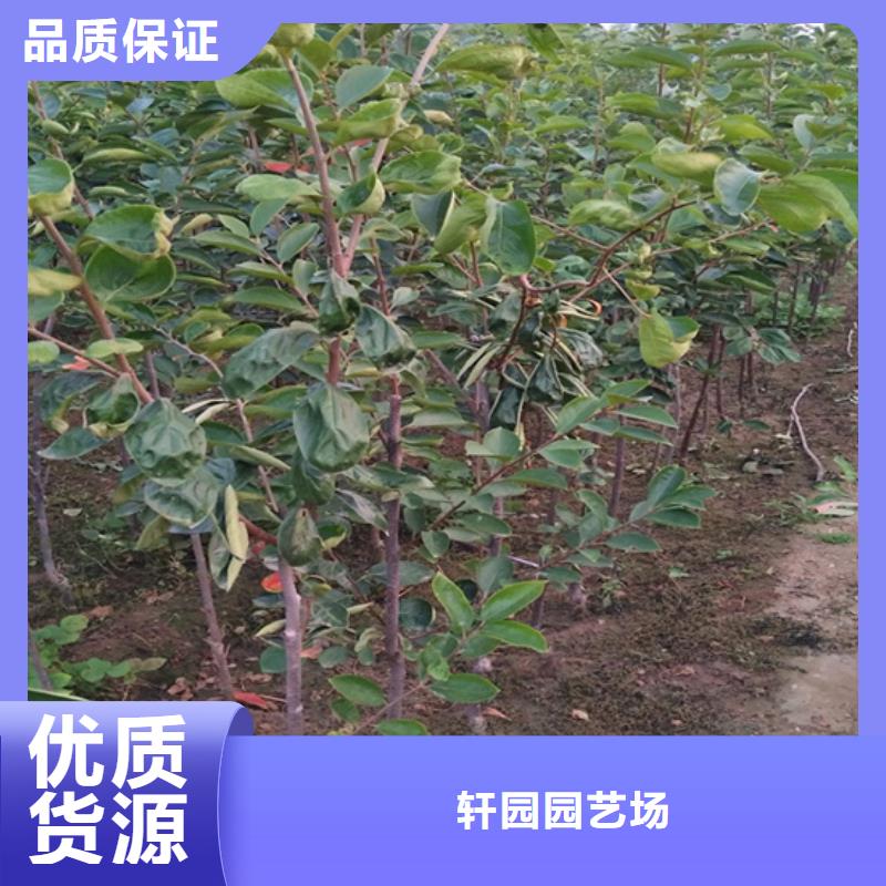 柿子【桃树苗】种类齐全|民乐|临泽|兰州|金昌|嘉峪关|天水|酒泉公司