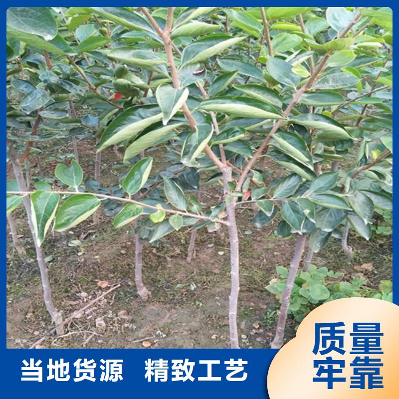 柿子_北美冬青产品实拍
