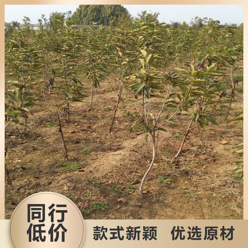柿子【梨树苗】专注生产N年
