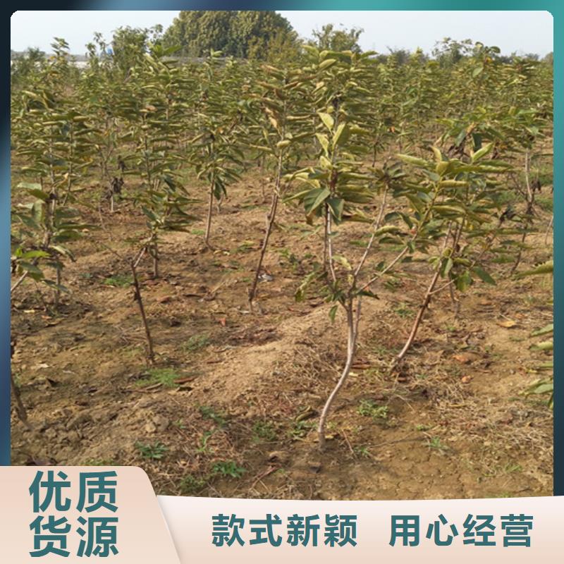 玛瑙红石榴苗视频-玛瑙红石榴苗-广东省汕尾市同城公司-陆丰|海丰|韶关|东莞|梅州|肇庆|佛山|揭阳|珠海