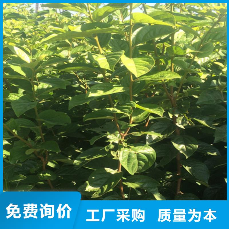 玛瑙红石榴苗视频-玛瑙红石榴苗|陕西省西安市|蓝田|临潼|延安|宝鸡|榆林|汉中|铜川|咸阳|商洛