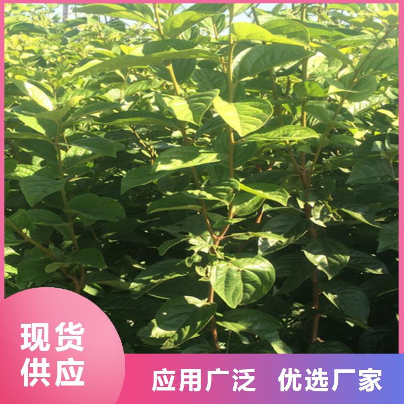 柿子【梨树苗】专注生产N年