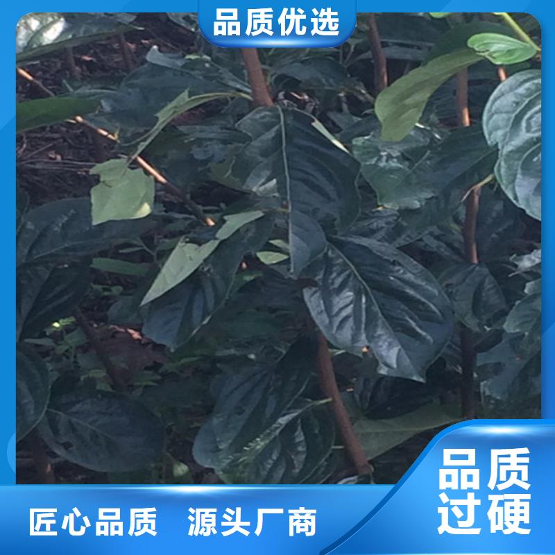 柿子桃树苗专业厂家