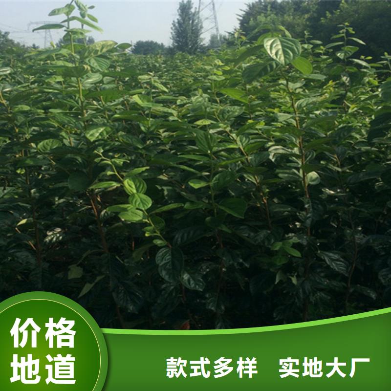 柿子【梨树苗】专注生产N年