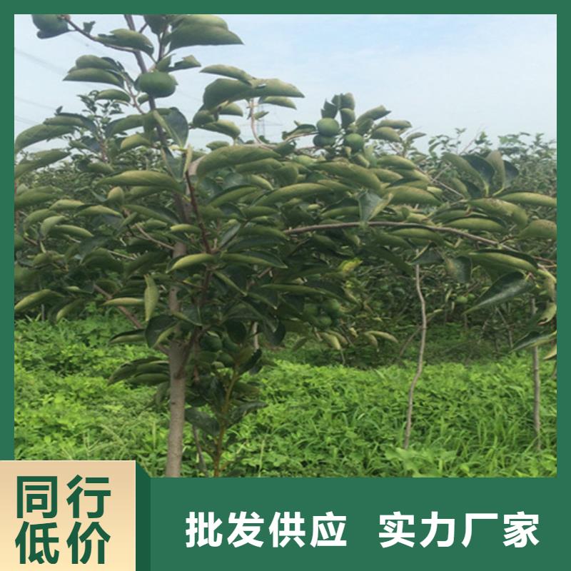 玛瑙红石榴苗-视频-张掖市玛瑙红石榴苗-(同城)可服务区域临泽|民乐|陇南|酒泉|定西|临夏|庆阳|平凉|嘉峪关