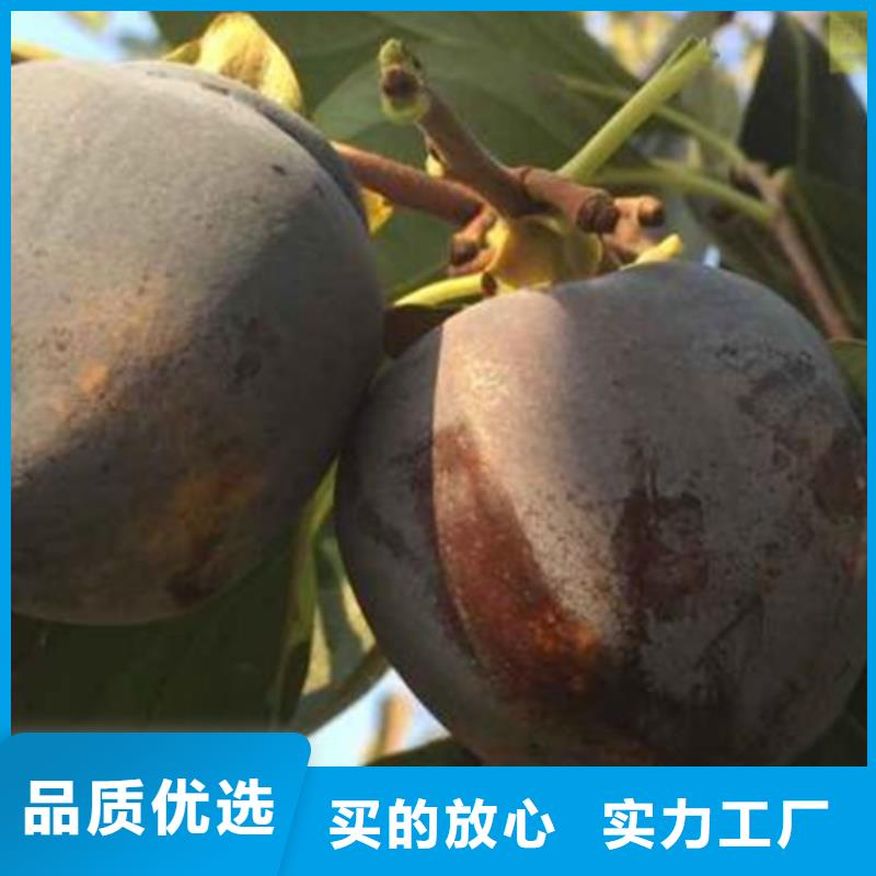 玛瑙红石榴苗视频-玛瑙红石榴苗|陕西省西安市|蓝田|临潼|延安|宝鸡|榆林|汉中|铜川|咸阳|商洛
