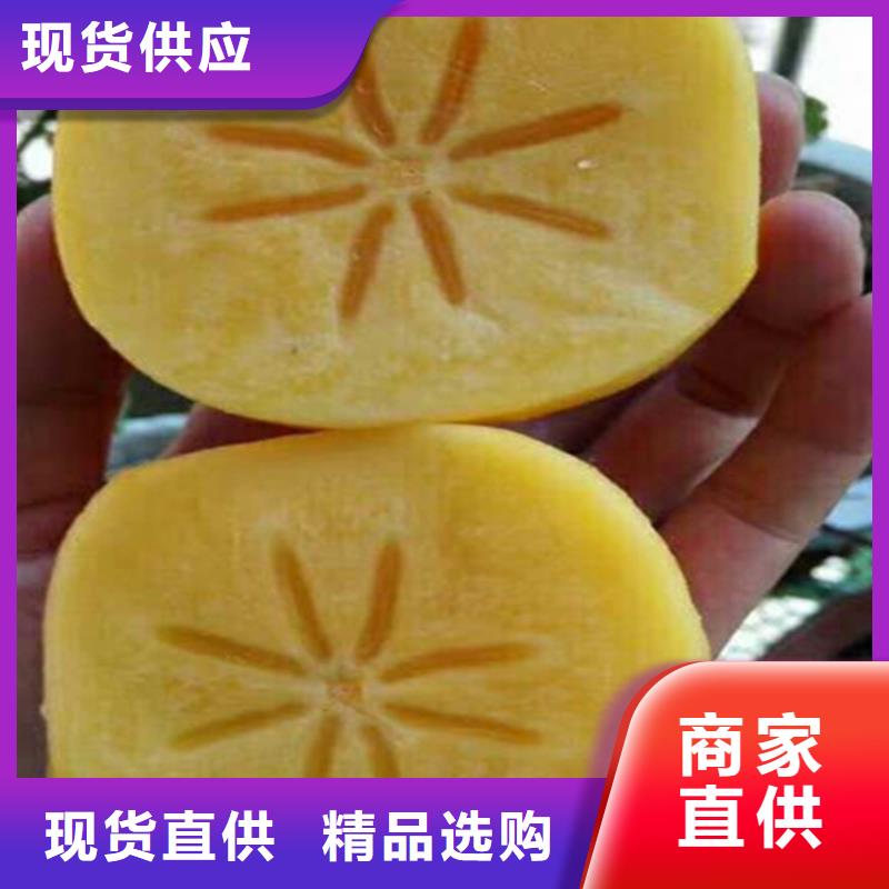 玛瑙红石榴苗-视频-张掖市玛瑙红石榴苗-(同城)可服务区域临泽|民乐|陇南|酒泉|定西|临夏|庆阳|平凉|嘉峪关