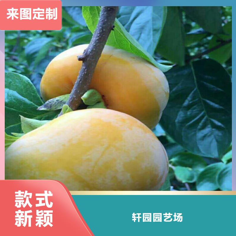 玛瑙红石榴苗-视频-玛瑙红石榴苗(轩园)覆盖地域广东省汕尾市陆丰|海丰|阳江|河源|梅州|中山