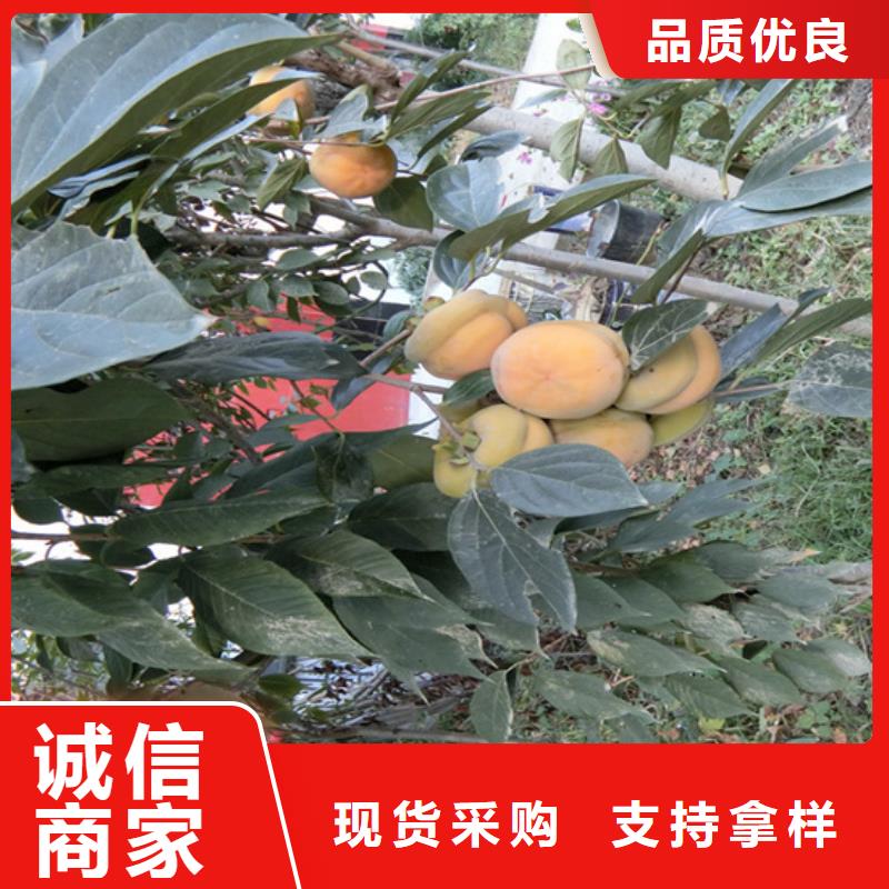 柿子苹果苗工厂自营