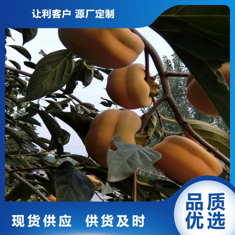 玛瑙红石榴苗-视频-张掖市玛瑙红石榴苗-(同城)可服务区域临泽|民乐|陇南|酒泉|定西|临夏|庆阳|平凉|嘉峪关
