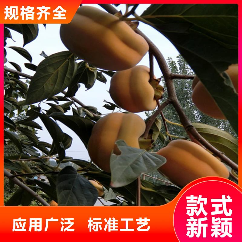 柿子蓝莓苗常年出售