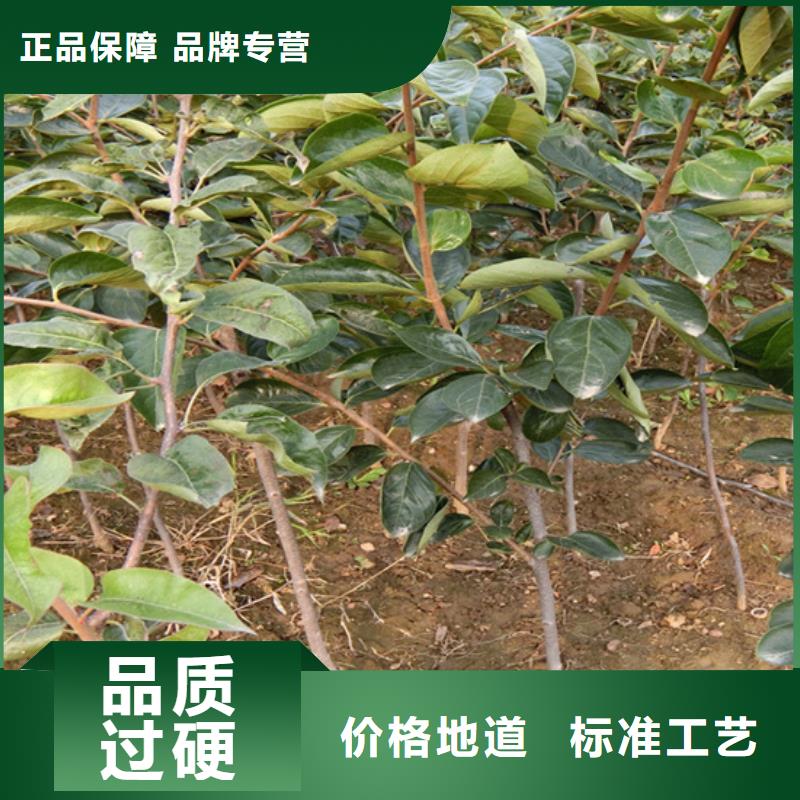 柿子苹果苗工厂自营