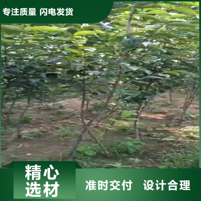 【柿子】_樱桃苗优选厂商