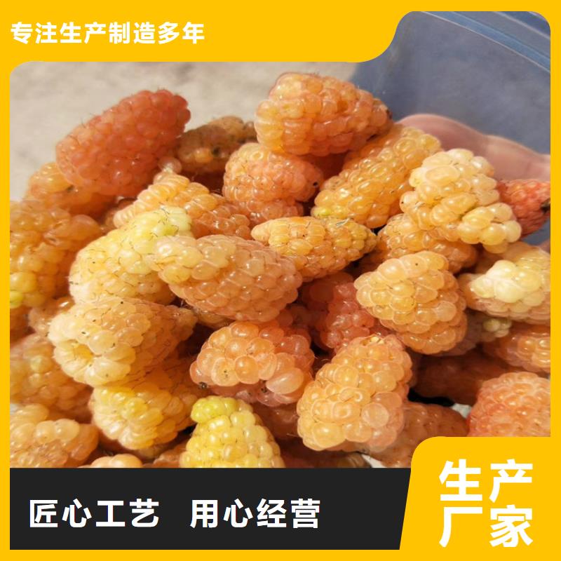 树莓【石榴苗】用心做好每一件产品