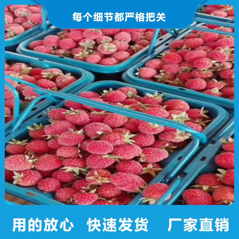 【树莓】桃树苗厂家大量现货|杨浦|崇明|闵行|闸北|奉贤品牌