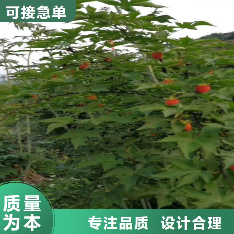 树莓无花果苗质量检测