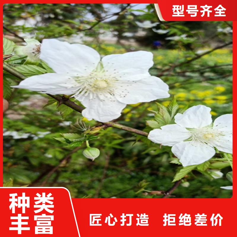 树莓无花果苗质量检测