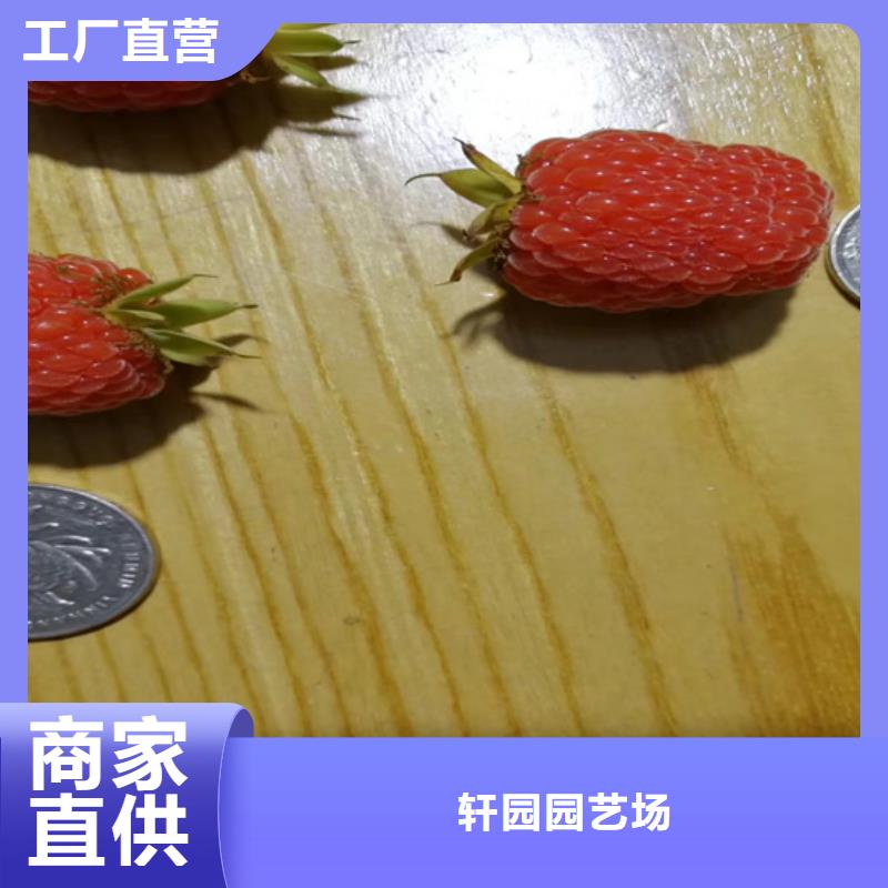 树莓,樱桃苗N年大品牌