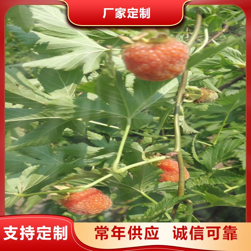 树莓【石榴苗】用心做好每一件产品