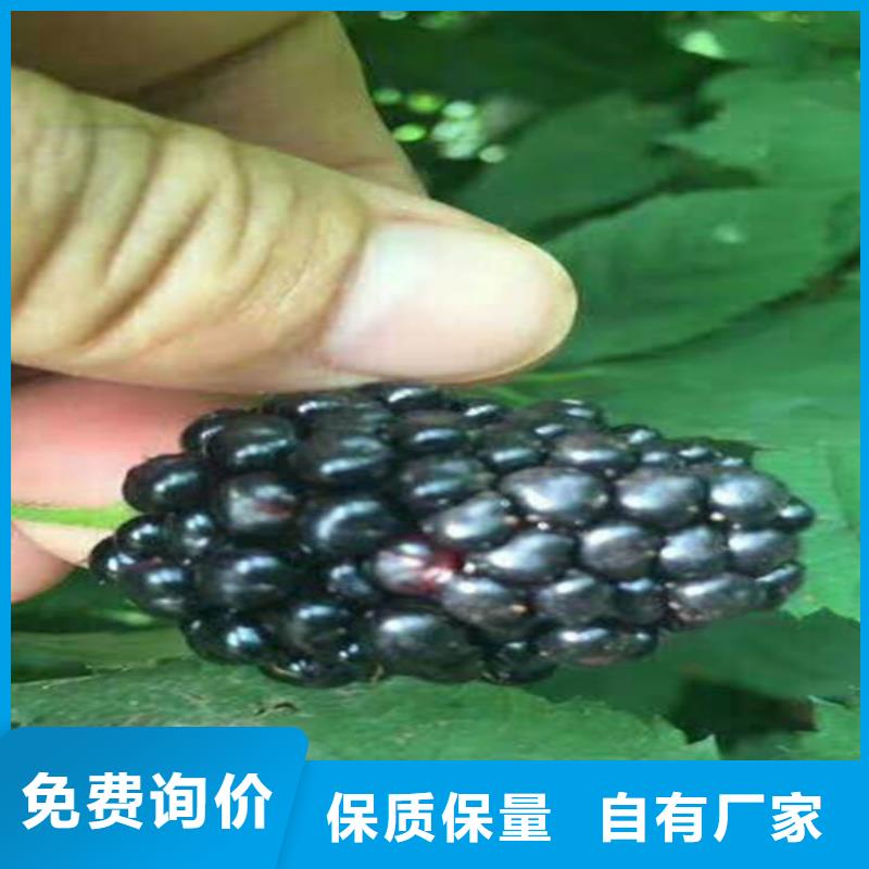 玛瑙红石榴苗视频-玛瑙红石榴苗|海南省|海口|三亚