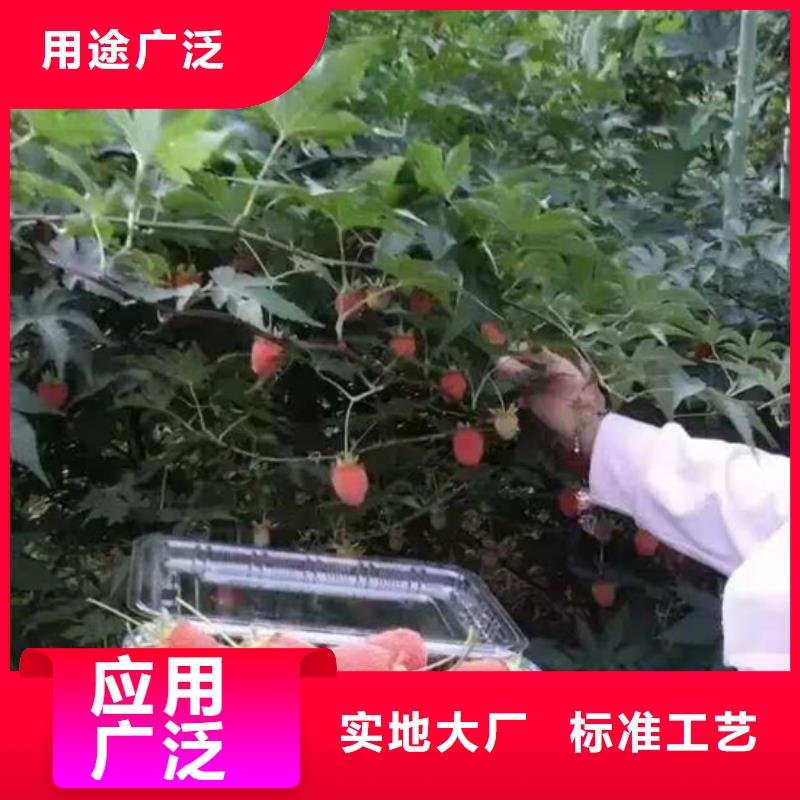玛瑙红石榴苗-视频-海南省玛瑙红石榴苗-(周边)可服务区域三亚|海口