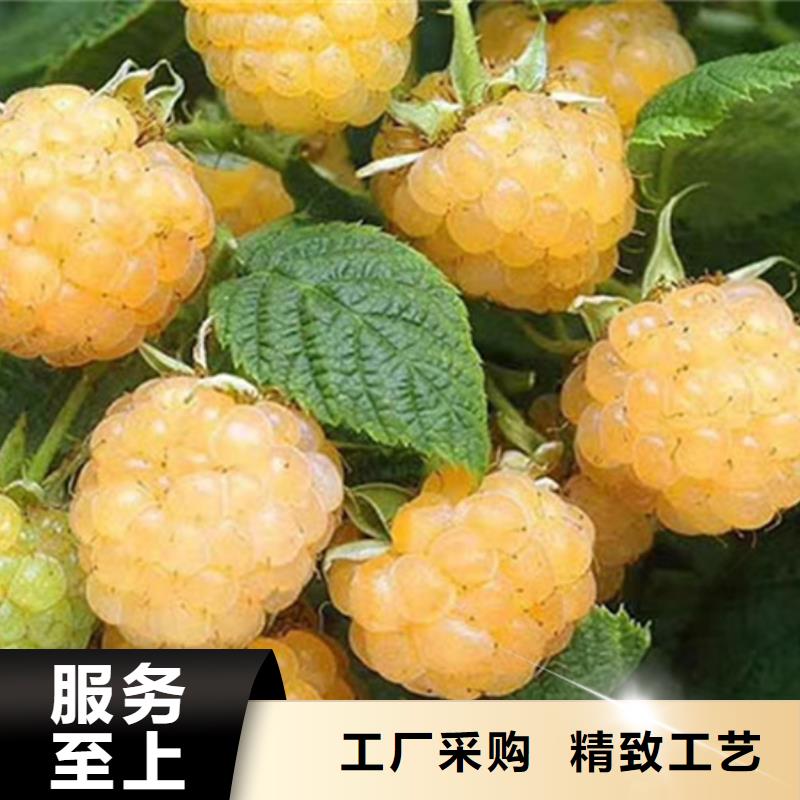树莓_樱桃苗放心得选择