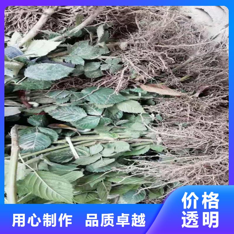 【树莓】桃树苗厂家大量现货|杨浦|崇明|闵行|闸北|奉贤品牌