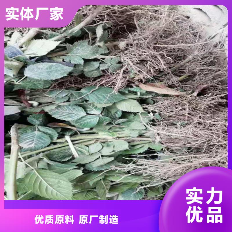 树莓,猕猴桃苗货源直销