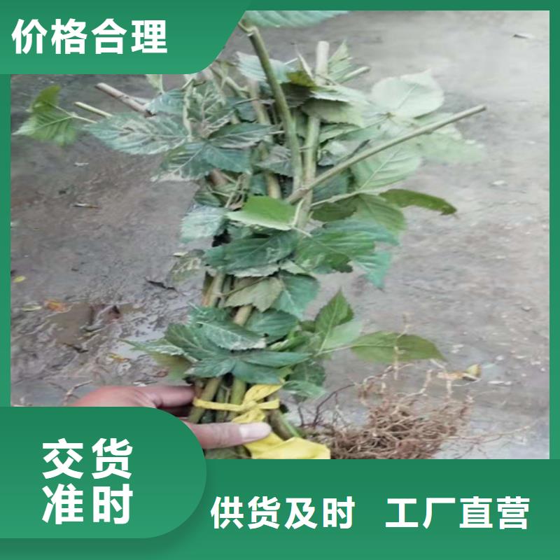 树莓_【樱桃苗】就近发货