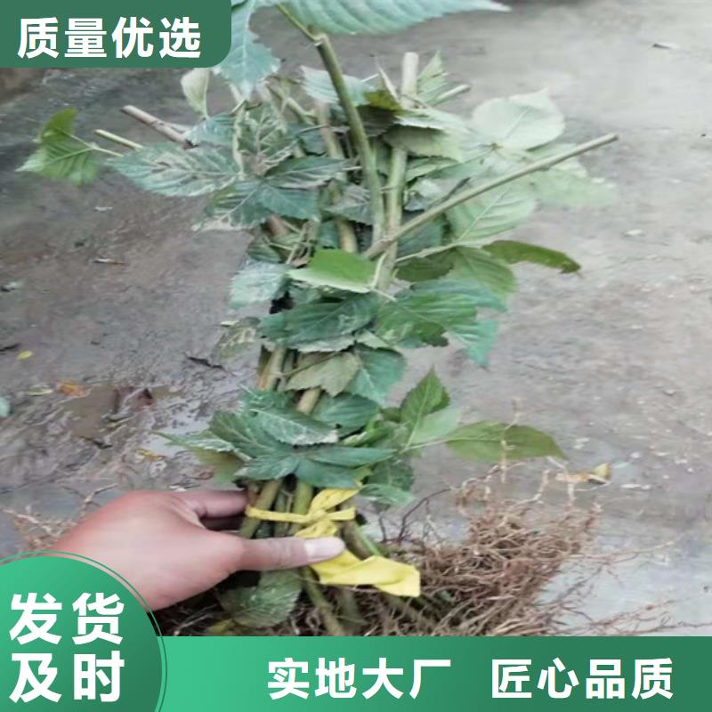 树莓苹果苗欢迎新老客户垂询