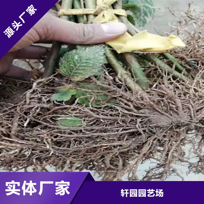 树莓【石榴苗】用心做好每一件产品