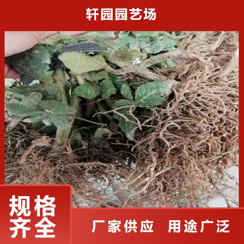 树莓樱桃苗专注细节更放心