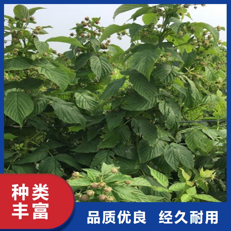 树莓【蓝莓苗】现货充足量大优惠