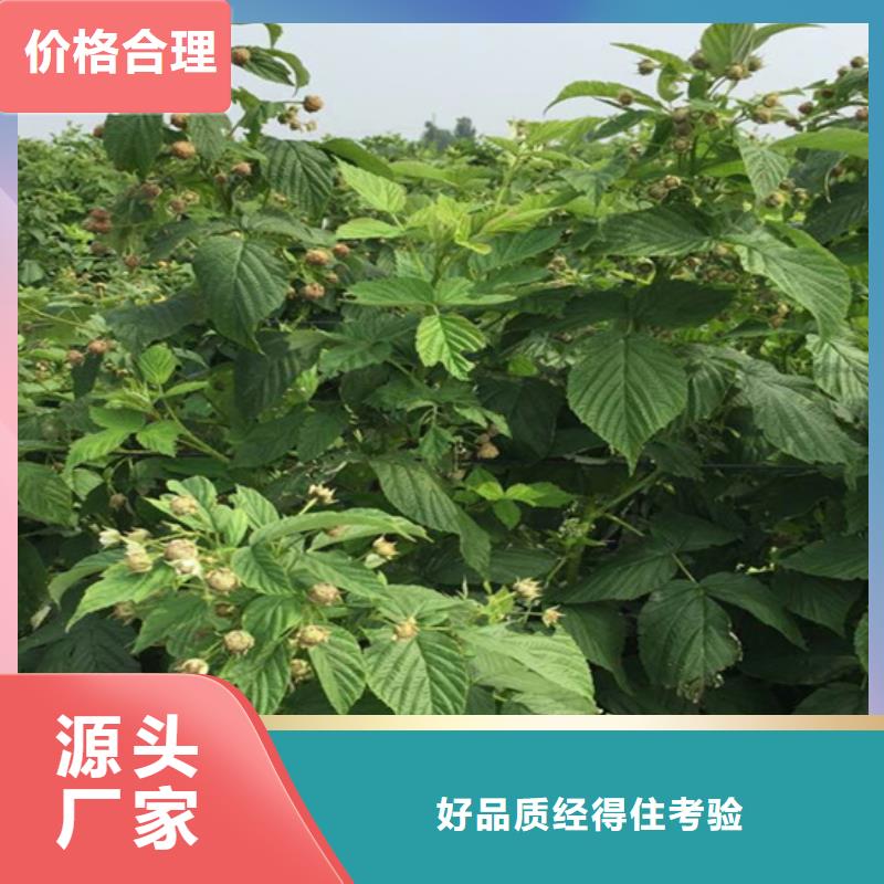 玛瑙红石榴苗视频-邵阳市玛瑙红石榴苗-【此地】可服务区域大祥|武冈|衡阳|湘西|益阳|永州|常德|湘潭|岳阳