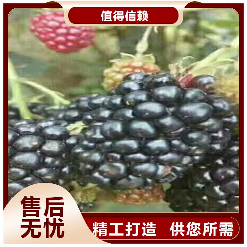 玛瑙红石榴苗视频-邵阳市玛瑙红石榴苗-【此地】可服务区域大祥|武冈|衡阳|湘西|益阳|永州|常德|湘潭|岳阳
