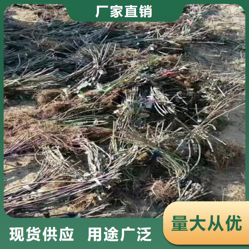 树莓【蓝莓苗】现货充足量大优惠