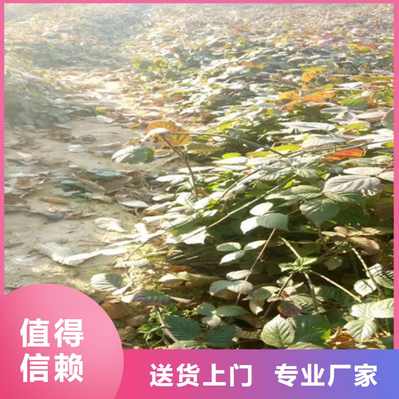 树莓_【樱桃苗】就近发货