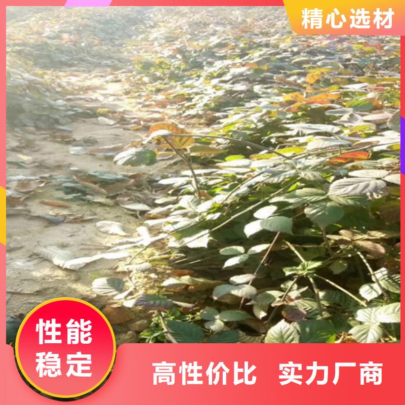 树莓【石榴苗】用心做好每一件产品