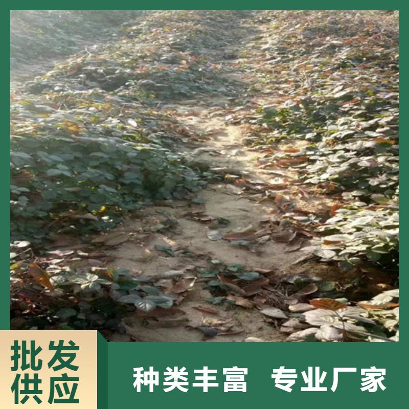 玛瑙红石榴苗视频-邵阳市玛瑙红石榴苗-【此地】可服务区域大祥|武冈|衡阳|湘西|益阳|永州|常德|湘潭|岳阳