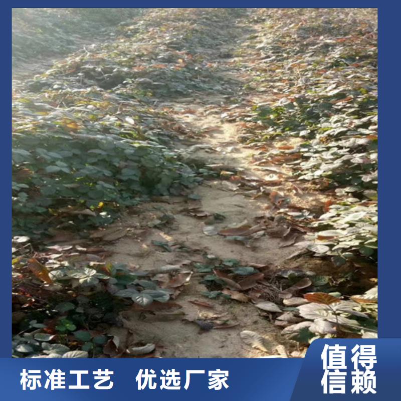 【树莓】桃树苗厂家大量现货|杨浦|崇明|闵行|闸北|奉贤品牌