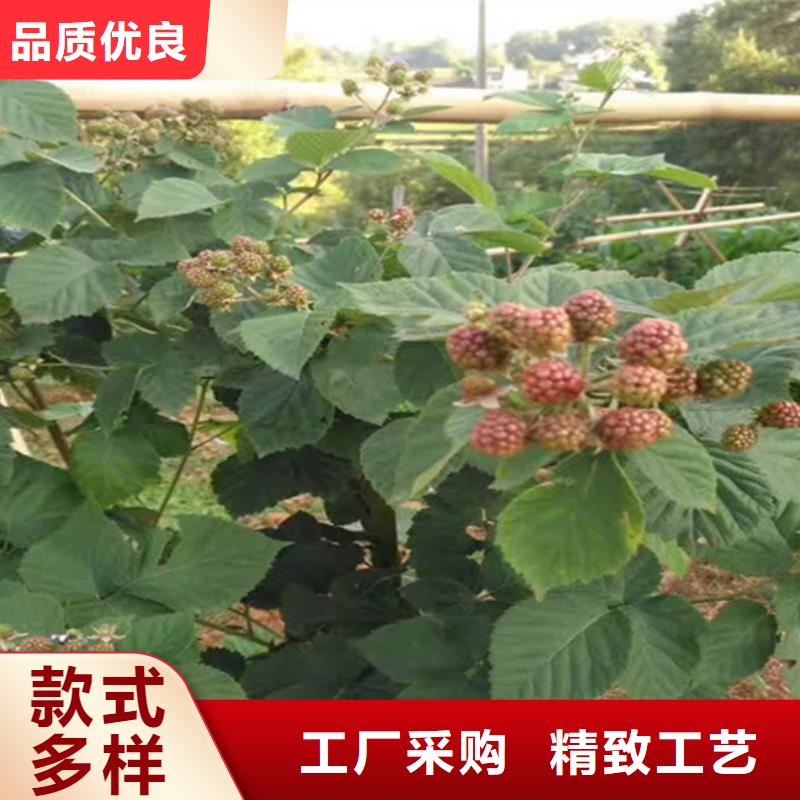 树莓苹果苗厂家