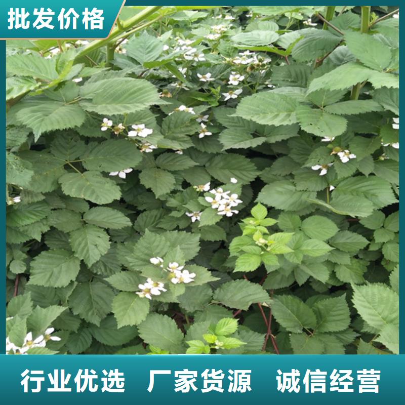 玛瑙红石榴苗视频-邵阳市玛瑙红石榴苗-【此地】可服务区域大祥|武冈|衡阳|湘西|益阳|永州|常德|湘潭|岳阳