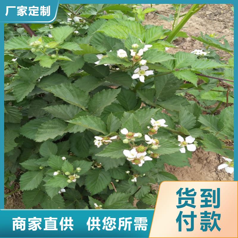 【树莓】桃树苗厂家大量现货|杨浦|崇明|闵行|闸北|奉贤品牌