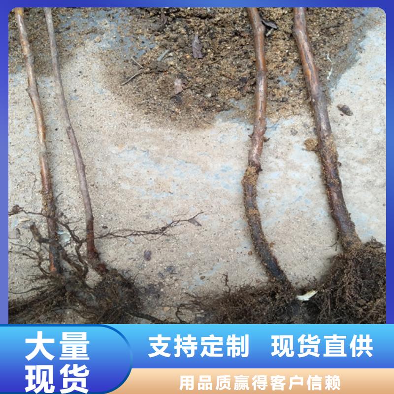树莓苹果苗厂家