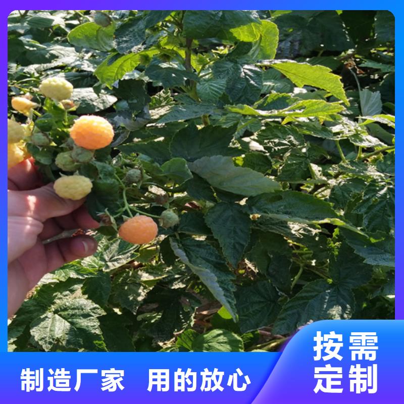 树莓花椒苗分类和特点