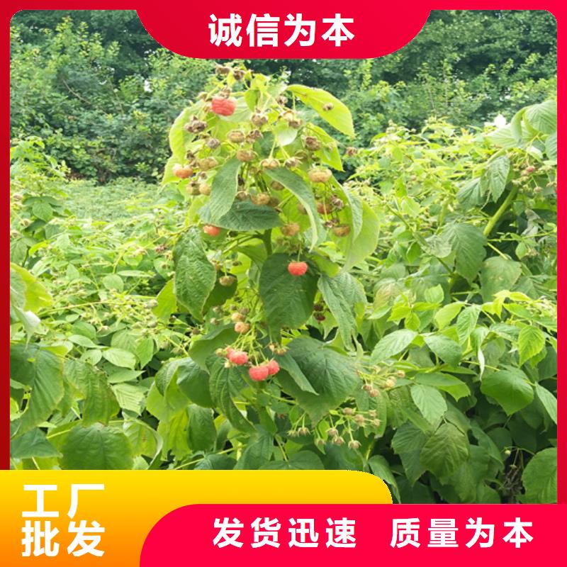 树莓无花果苗质量检测